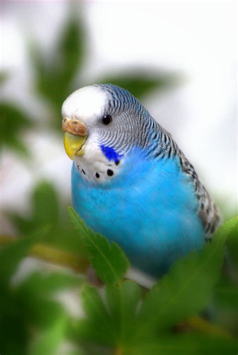 Blue Budgie Parakeet Photograph By Nathan Abbott
