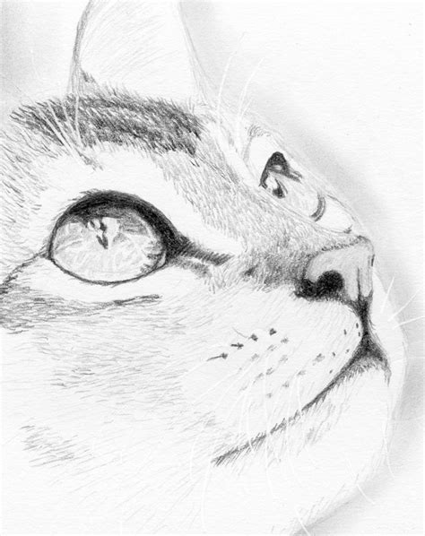 Kitten By Cchersin On Deviantart Cat Art Art Drawings
