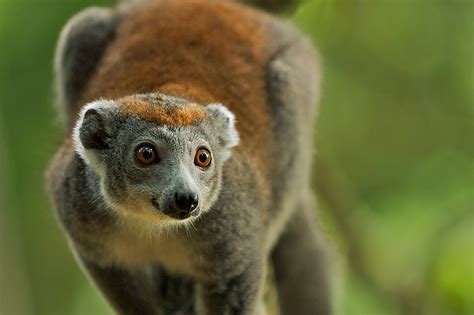 Crowned Lemur Sean Crane Photography