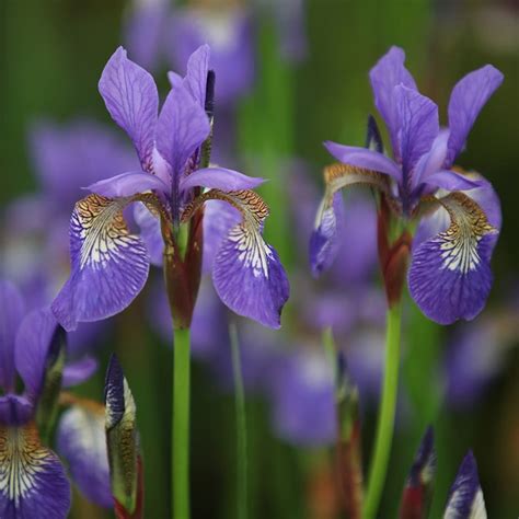Buy Siberian Iris Syn Iris Sibirica Tropic Night Iris Tropic Night