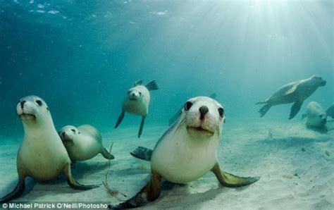 Cute Sea Lions Underwater Cn