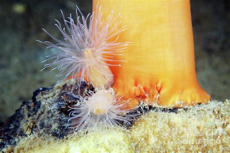 Metridium Senile Sea Anemones Photograph By Alexander Semenovscience