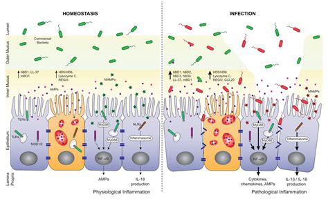 Frontiers Intestinal Antimicrobial Peptides During Homeostasis