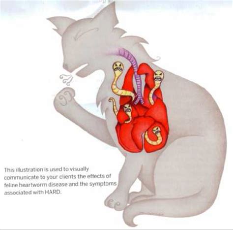 Mosquitoes bite infected animals, taking little heartworm larvae purchase an environmentally safe spray and douse these areas according to the instructions indicated on the. Heartworm Disease In Cats - Dr. Stephanie Globerman - Paws ...