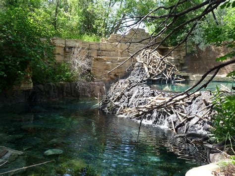 Beaver Exhibit Minnesota Zoo Zoochat