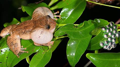 Here’s The Newest Sex Position You Should Try As Demonstrated By Frogs