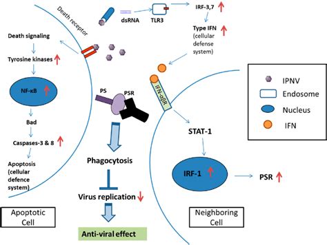 The Cellular Defense Mechanisms Induced By Ipnv Infection In Chse 214