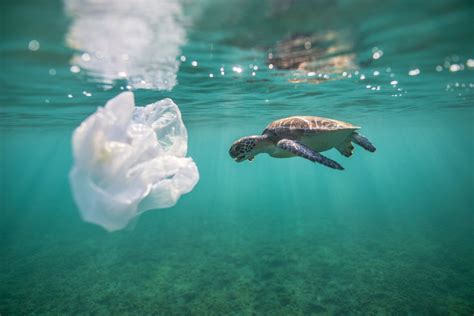 How Many Sea Turtles Die From Plastic Straws