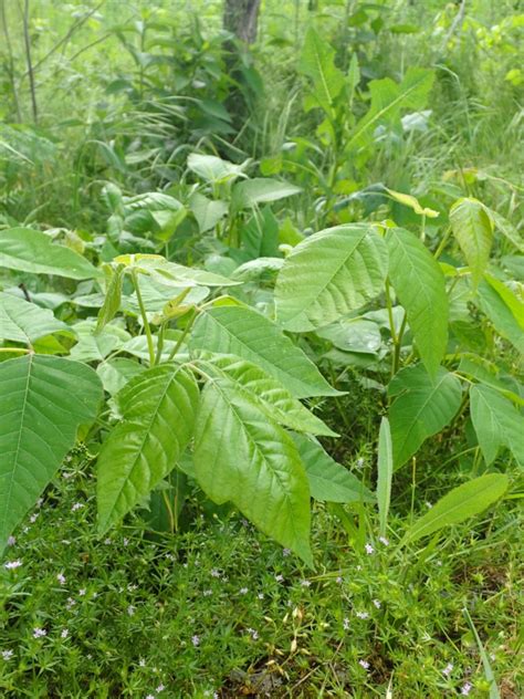 Poison ivy (toxicodendron radicans) is a toxic plant that causes an itchy and sometimes painful rash in most people when they touch it. Poison Ivy 101: Symptoms, Treatments, & Prevention ...