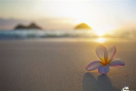 A Pink Plumeria Flower Sits On The Sand Of Lanikai Beach In Kailua With A View Of Mokulua Twin