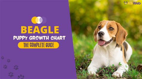 Beagle Growth And Weight Chart Male And Female K9 Web