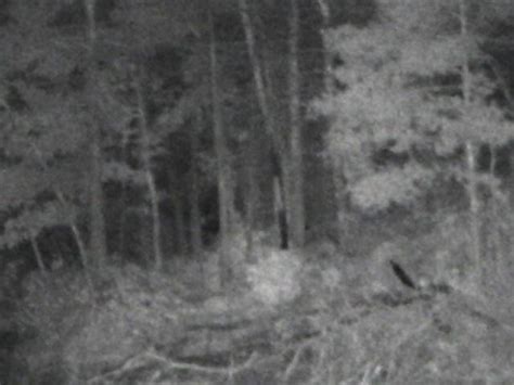 Bigfoot 911 Posts Photos Of Strange Figure At Lake James Mnh