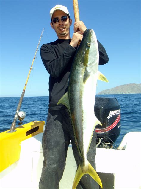 How To Catch California Yellowtail Tips For Fishing For Yellowtail