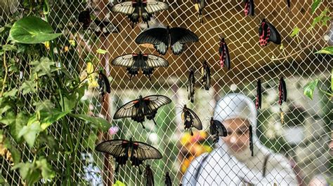 Dubai Butterfly Garden Activities Create Your Dubai Holiday