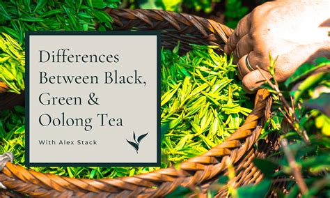 Differences Between Black Green And Oolong Tea