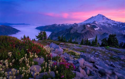 Wallpaper Flowers Mountains Stones The Cascade Mountains Mount