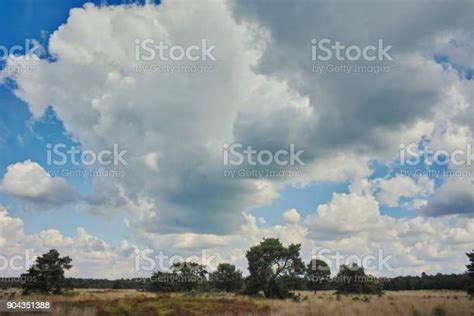 Heather Moorland In Kempen Forests North Brabant The Netherlands Stock