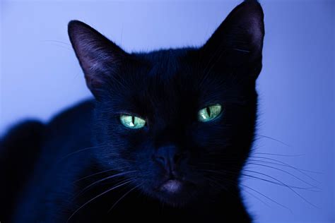 Black Cat With Blue Eyes As Its Most Attractive Appearance