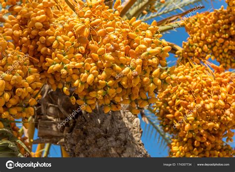 They have a large amount of fruit near the top, small dark purple berries on bright yellow/orange stems. Growing Fruit Trees In Spain | Fruit Trees