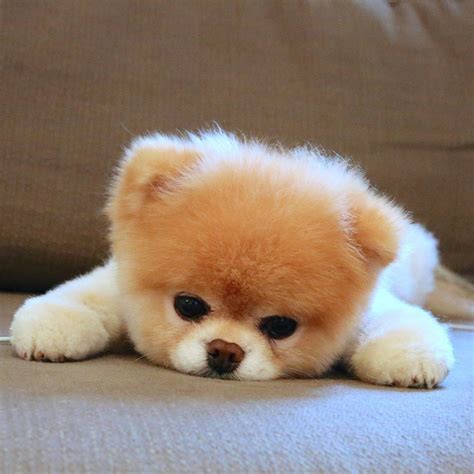 So In Love With This Dog Pomerarian Cute Animals Puppies Baby