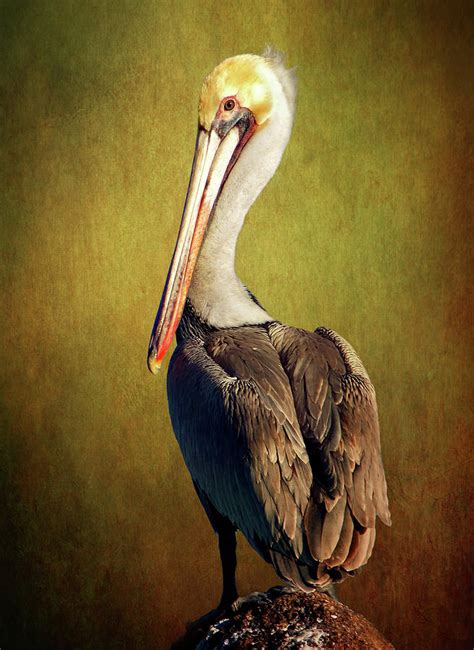 Brown Pelican Perched On Post Digital Art By Diana Van Tankeren Fine