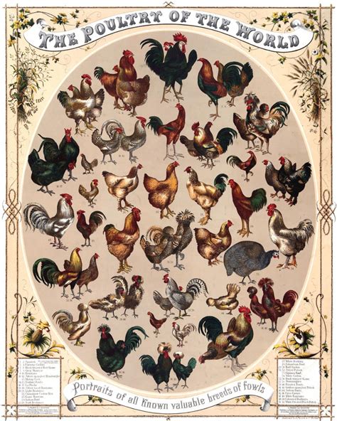 Quality Posterpoultry Of The Worldbreeds Of Fowlschickenshop Design