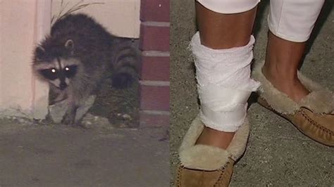 san francisco residents concerned after raccoons attack 2nd couple in 2 months abc7 chicago