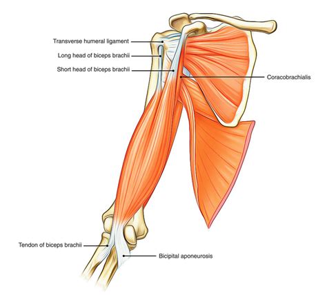 Easy Notes On 【muscles Of The Upper Arm】learn In Just 3 Minutes