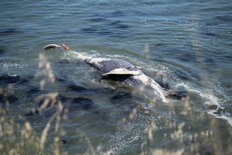 Photo Gallery Whale Carcass Anchored Off Santa Cruz Shore Santa