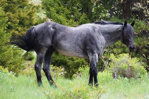 Okanogan Blue Blue Roan Qh Stallion Promised Land Ranch Quarter Horses