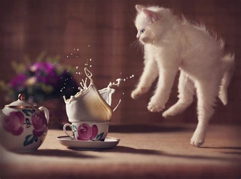 41 Funny Cat Photographs That Blows Your Mind Most Impressive And