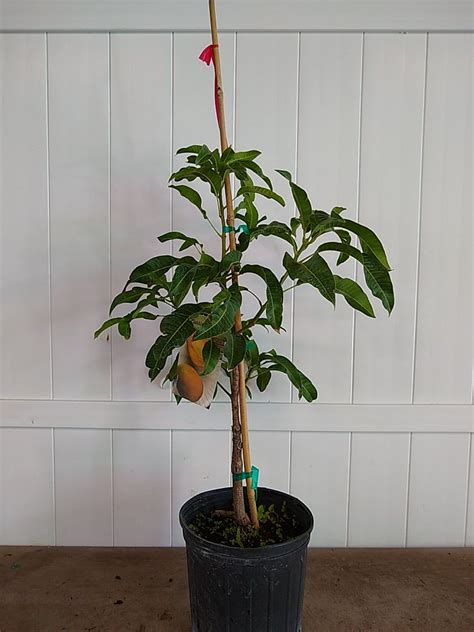 manera indica ‘carrie mango plantvine