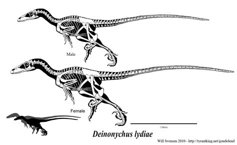 Deinonychus Skeleton Structure