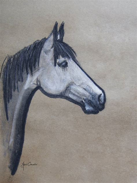Horse Study Cb 08 Drawing By Astrid Chevallier Saatchi Art