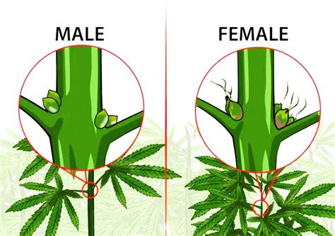 There are all kinds of different options out there and you need to make sure that the one you are growing is going to do ok in the area that you are located in. Difference between male and female weed plants ...