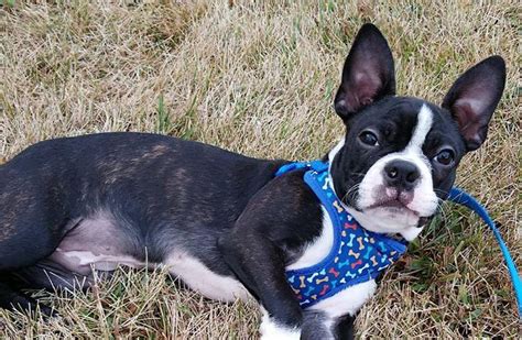 My 6 Months Old Boston Terrier Is Too Energetic And Hes Constantly