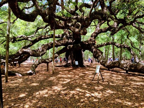 What To Know Before Visiting The Angel Oak Tree • Divas With A Purpose