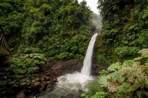 Doka Coffee Plantation Poas Volcano And La Paz Waterfall Gardens Tour