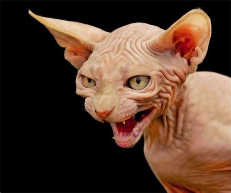 A Hairless Cat With Its Mouth Open