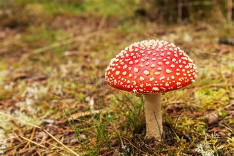 Bright Red Fly Agaric Poisonous Mushroom In A Grass Closeup Stock