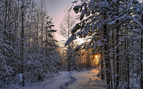 Winter Forest Thick Snow Trees Sunset Winter Forest Thick Snow