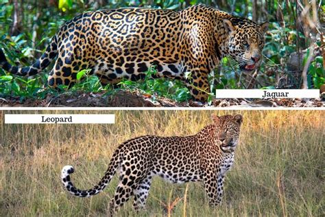 Leopard Vs Cheetah Vs Jaguar Vs Panther