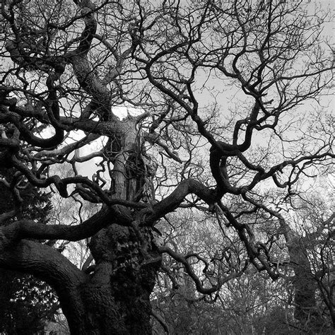 Gnarly Tree Tree Photography Old Trees Spooky Trees