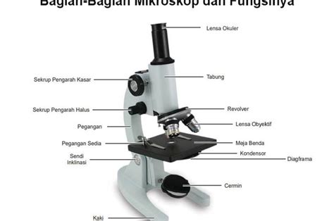 Penjelasan Lengkap Bagian Bagian Mikroskop Dan Fungsinya Bobo