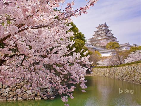 Japan Cherry Blossoms Himeji Castle 2020 Bing Desktop Preview