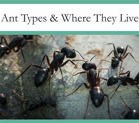What Types Of Ants Are There And Where Do They Live The Pest Advice
