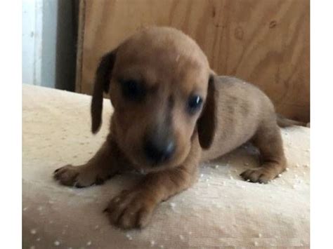 Dachshunds for sale rochester, ny dachshund akc dogs. Miniature Dachshund Puppies - Animals - Saugerties - New ...