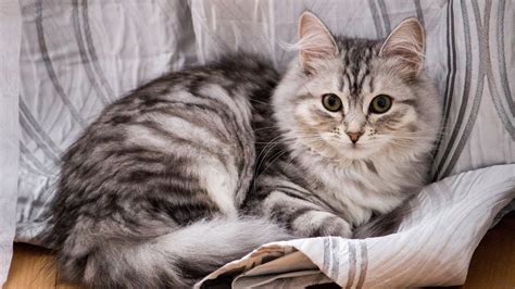 Cutest Cat On Earth Siberian Silver Cat Youtube