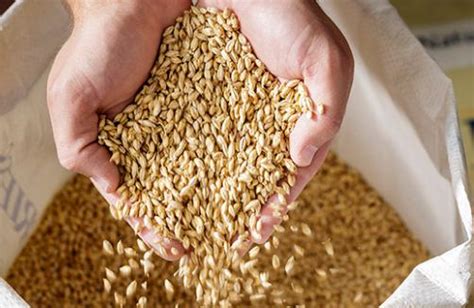 Specialty Malt Why You Need It To Brew Your Perfect Beer
