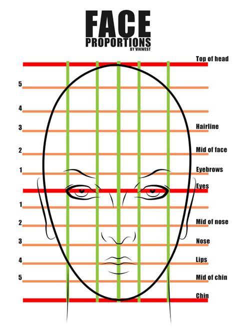 Anatomical chart collections desktop chart books classic anthology of anatomical charts, 6th anatomical chart collections keep the full collection of flagship charts at your fingertips for. Female Face proportions by vik-west on DeviantArt